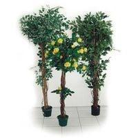 Ficus plant H 1800 mm